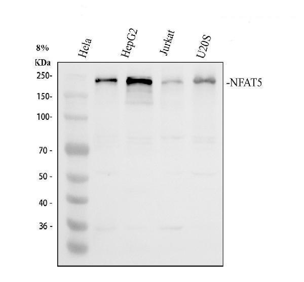 Western blot analysis of NFAT5 using anti-NFAT5 antibody (A01815-3)