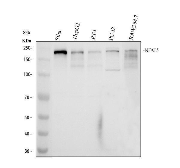 Western blot analysis of NFAT5 using anti-NFAT5 antibody (A01815-3)
