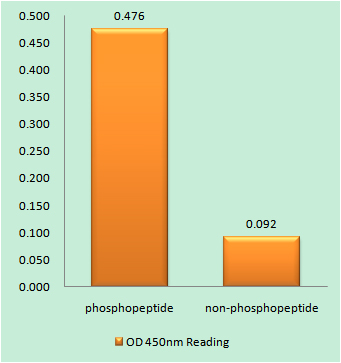 Enzyme-Linked Immunosorbent Assay (Phospho-ELISA) for Immunogen Phosphopeptide (Phospho-left) and Non-Phosphopeptide (Phospho-right), using NFAT5/TonEBP (Phospho-Ser155) Antibody