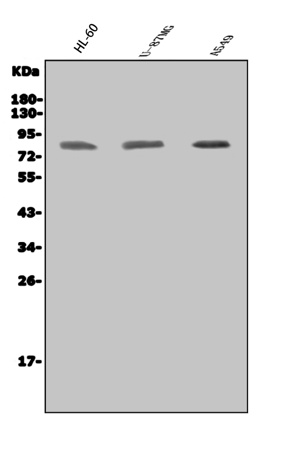 a01816 2 ikbke primary antibodies wb testing 1_1