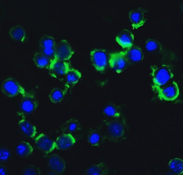 a01816 ikbke primary antibodies if testing 6