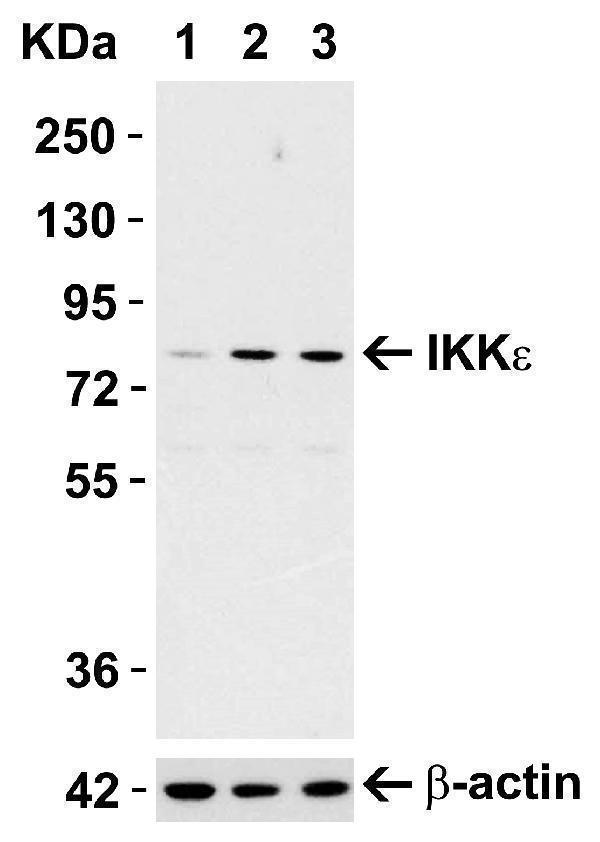 Induction Validation in Mouse Cell Line
Loading: 15 μg of Raw264