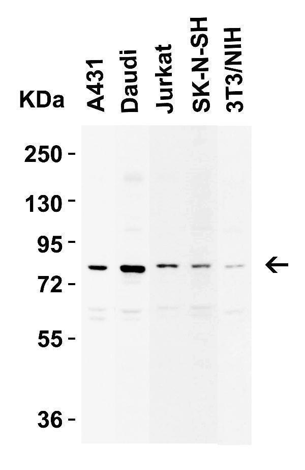 Western Blot Validation in Human and Mouse Cell Lines
Loading: 15 μg of lysates per lane