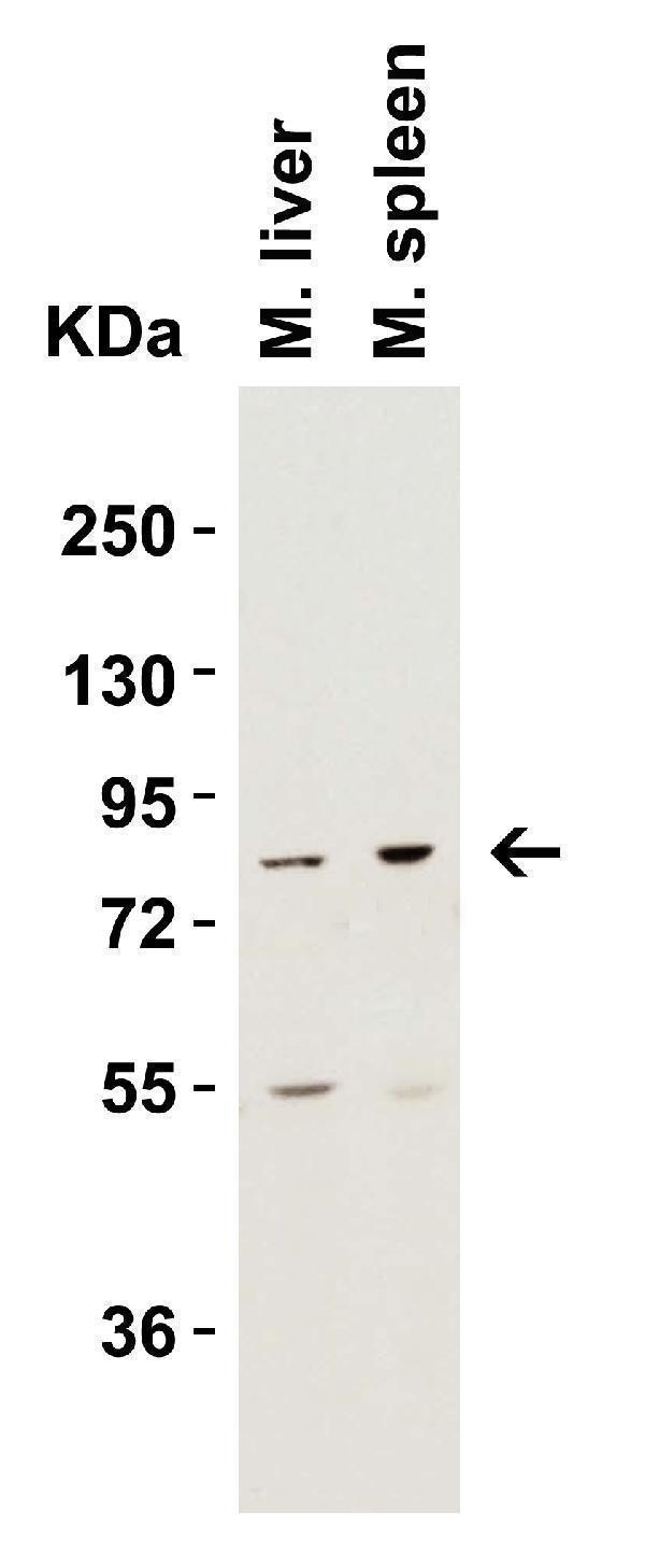 Western Blot Validation in Mouse Tissue Lysates
Loading: 15 μg of lysates per lane