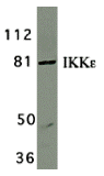 a01816 ikbke primary antibodies wb testing 4