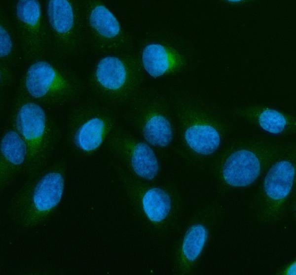 a01817 1 gbf1 primary antibodies if testing 7
