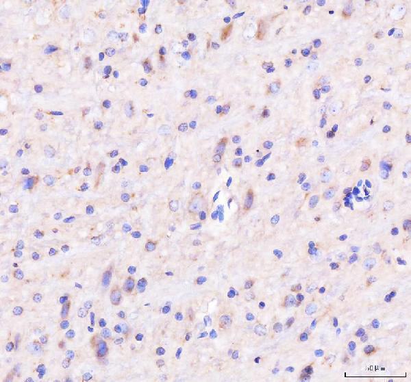 a01817 1 gbf1 primary antibodies ihc testing 4