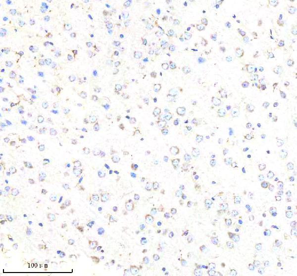 a01817 1 gbf1 primary antibodies ihc testing 5