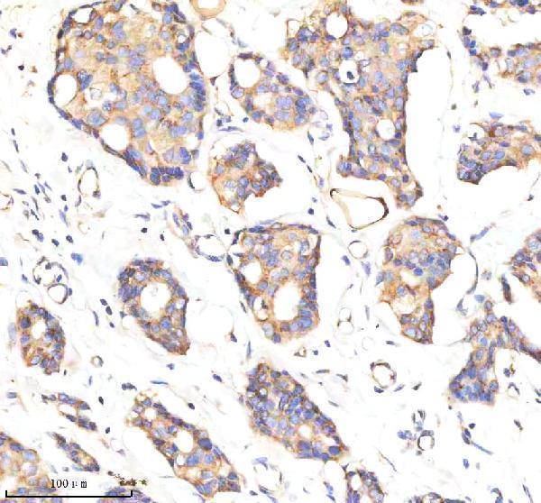 a01817 1 gbf1 primary antibodies ihc testing 6
