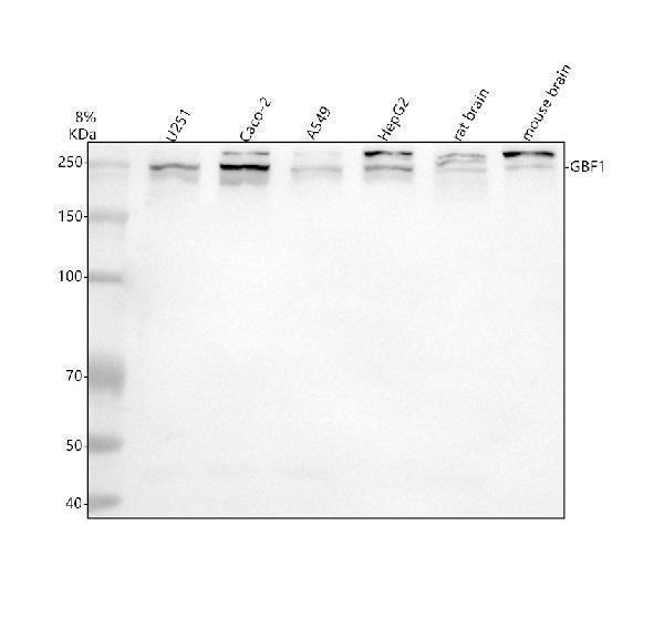  Western blot analysis of GBF1 using anti-GBF1 antibody (A01817-1)