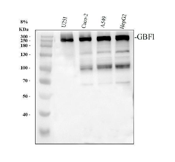  Western blot analysis of GBF1 using anti-GBF1 antibody (A01817-1)