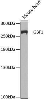 Western blot analysis of extracts of mouse heart, using GBF1 antibody  at 1:1000 dilution