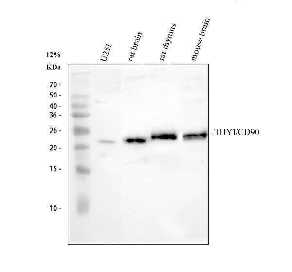 a01818 1 thy1 primary antibodies wb testing 1_1