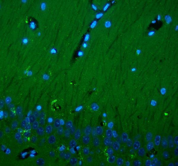 a01818 thy1 primary antibodies if testing 5