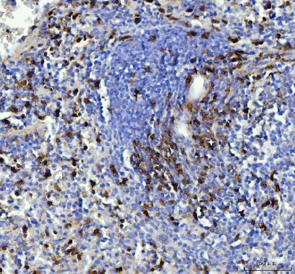 a01818 thy1 primary antibodies ihc testing 2_1