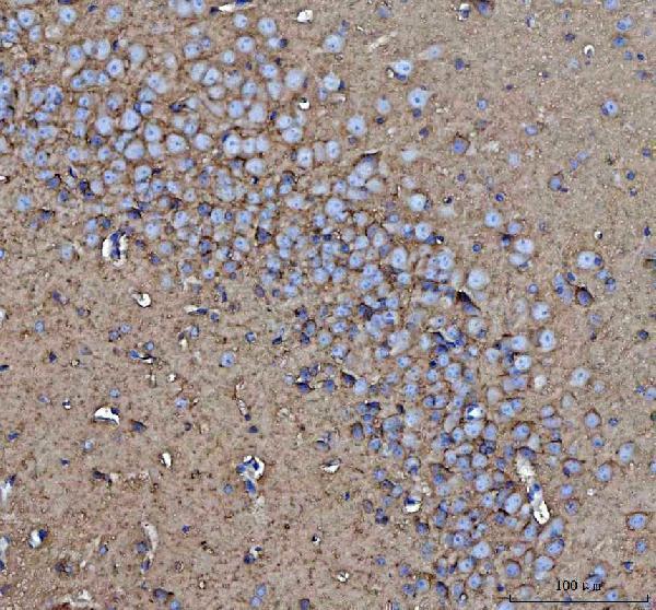 a01818 thy1 primary antibodies ihc testing 3