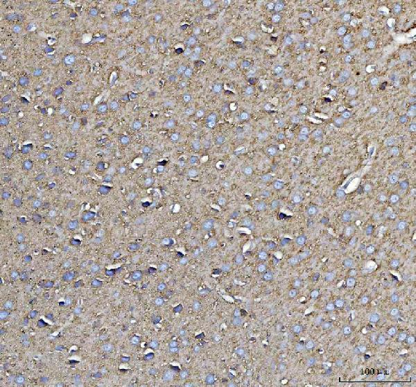 a01818 thy1 primary antibodies ihc testing 4