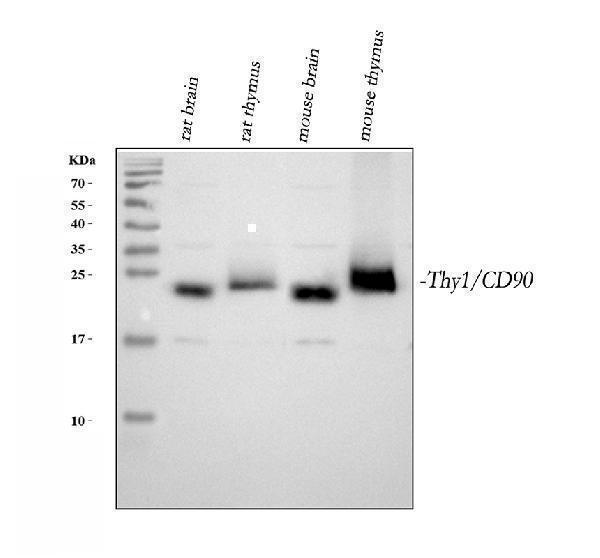 a01818 thy1 primary antibodies wb testing 1_1