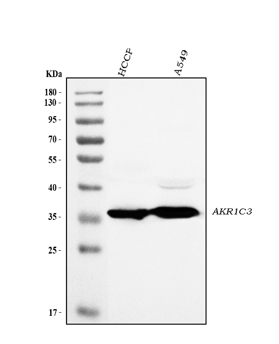 a01820 1 akr1c3 primary antibodies wb testing 1