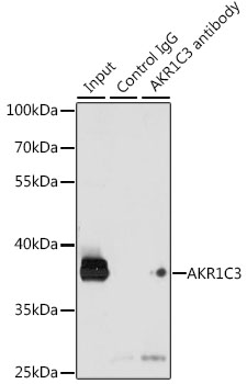 a01820 akr1c3 primary antiboties ip testing 3