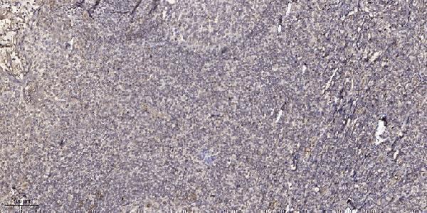 a01821 1 cel primary antibodies ihc testing 1