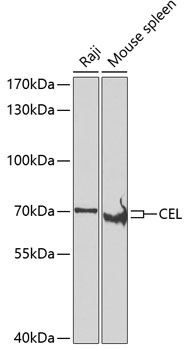 a01821 cel primary antiboties wb testing 1