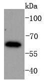 Western blot analysis of IRF6 on K562 cells lysates using anti-IRF6 antibody at 1/1,000 dilution