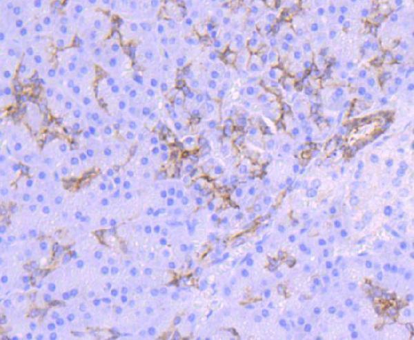 Immunohistochemical analysis of paraffin-embedded human pancreas tissue using anti-Midkine antibody