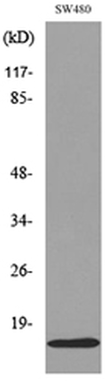 a01823 2 mdk primary antibodyes wb testing 8