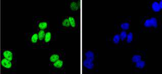 ICC staining JunB in Hela cells (green)