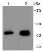 Western blot analysis of JunB on different lysates using anti-JunB antibody at 1/1,000 dilution