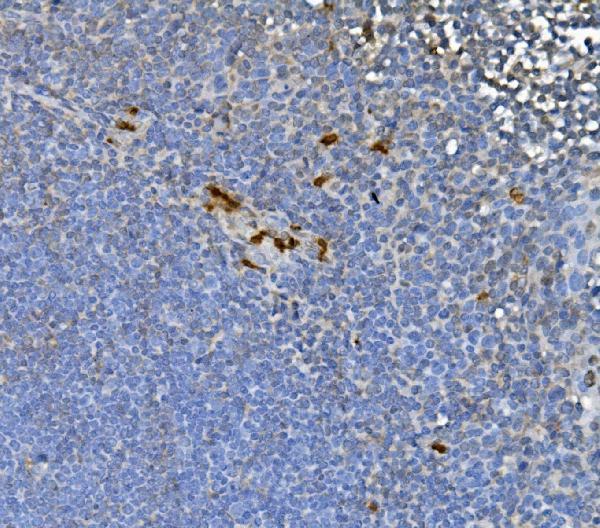 a01825 2 junb primary antibodies ihc testing 4