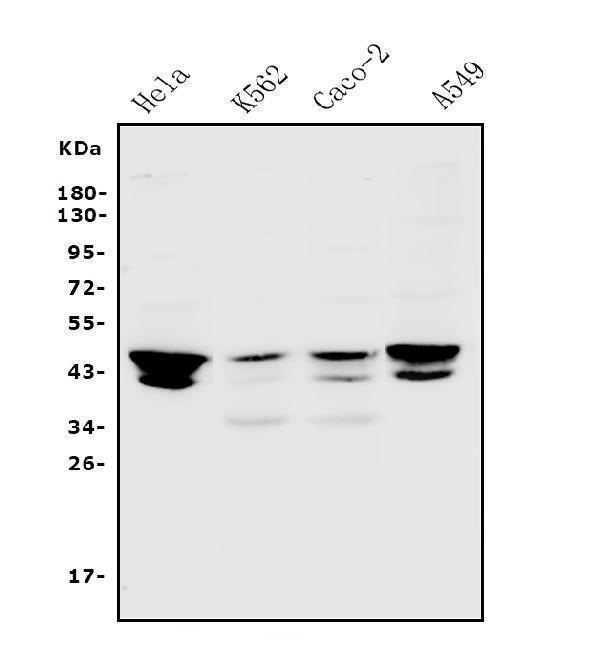  Western blot analysis of JUNB using anti-JUNB antibody (A01825-2)