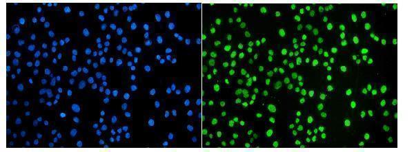 a01825 3 junb primary antibodies if testing 9