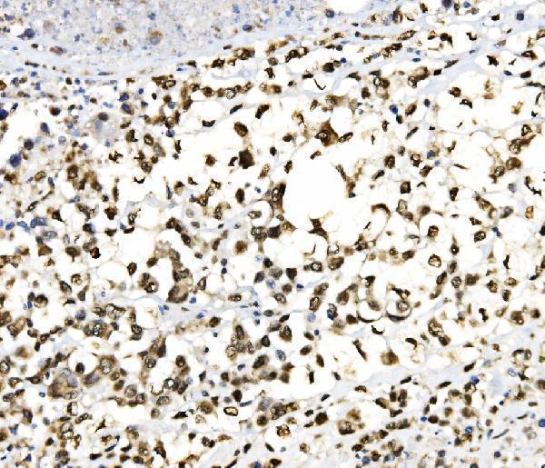 a01825 3 junb primary antibodies ihc testing 4