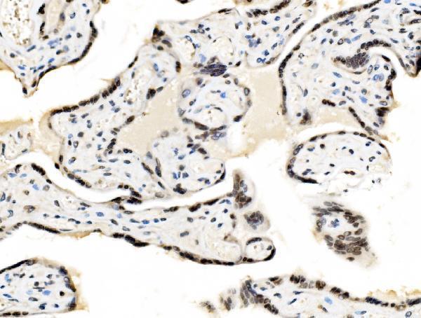 a01825 3 junb primary antibodies ihc testing 5