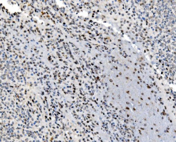 a01825 3 junb primary antibodies ihc testing 6