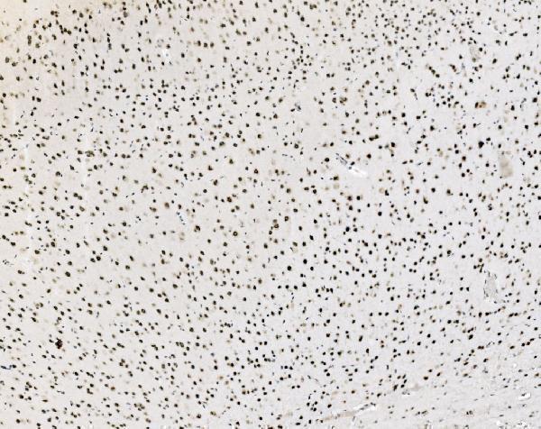a01825 3 junb primary antibodies ihc testing 7
