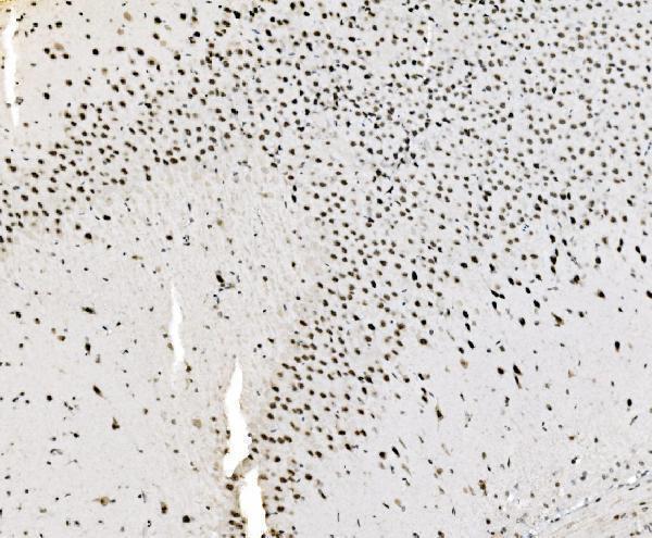 a01825 3 junb primary antibodies ihc testing 8