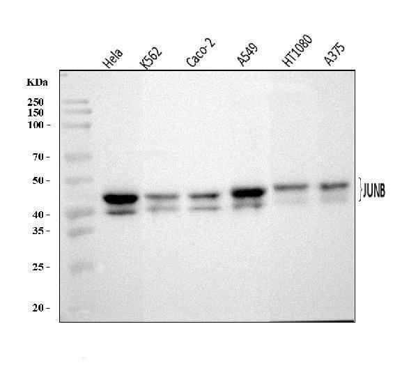  Western blot analysis of JUNB using anti-JUNB antibody (A01825-3)