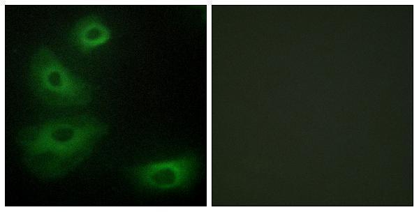 a01826 1 htr1b primary antibodies if testing 1
