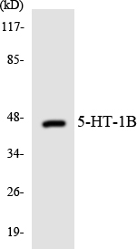 a01826 1 htr1b primary antibodies wb testing 2