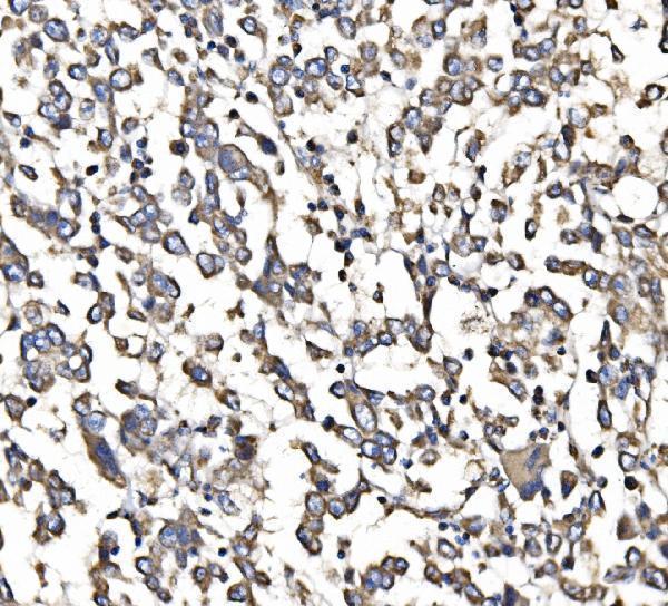  IHC analysis of 5HT1B/HTR1B using anti-5HT1B/HTR1B antibody (A01826-2)
