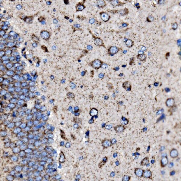 a01826 2 htr1b primary antibodies ihc testing 5
