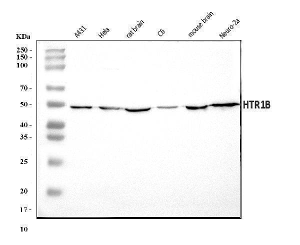  Western blot analysis of 5HT1B/HTR1B using anti-5HT1B/HTR1B antibody (A01826-2)