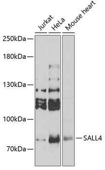 Western blot analysis of extracts of various cell lines, using SALL4 Antibody