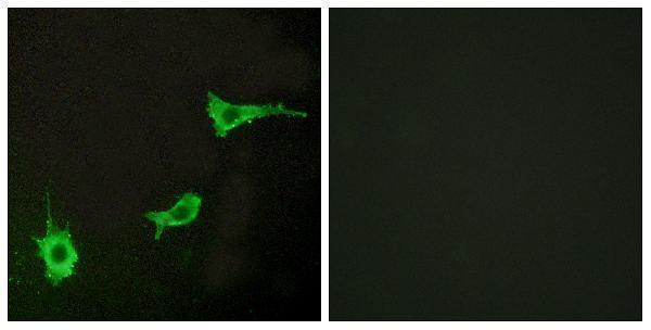 a01828 ednra primary antibodies if testing 1