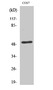 Western Blot analysis of various cells using ETAR Polyclonal Antibody cells nucleus extracted by Minute TM Cytoplasmic and Nuclear Fractionation kit 
