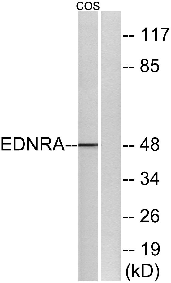 Western blot analysis of lysates from COS7 cells, using EDNRA Antibody