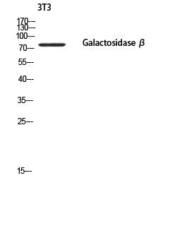 a01829 glb1 primary antibodyes wb testing 2
